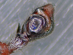 Philodromus cespitum