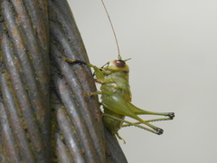 Lipotactes azuriventer