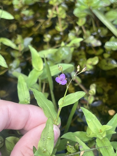 Murdannia spirata observed 2026-10-12
