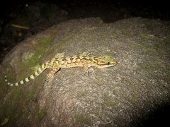 Cyrtodactylus marmoratus