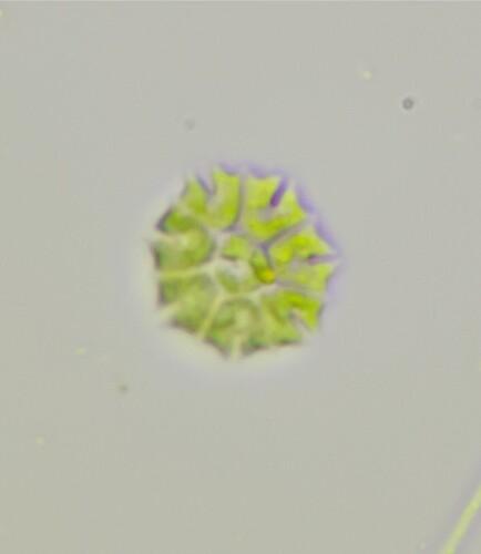 Stauridium tetras observed 2026-10-12