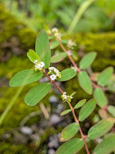 Euphorbia hypericifolia observed 2026-10-03