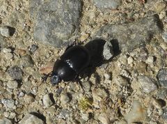 Trypocopris vernalis