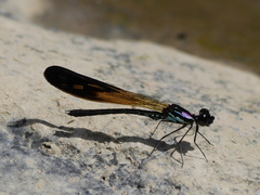 Heliocypha angusta