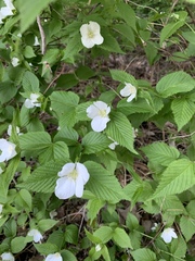 Rhodotypos
