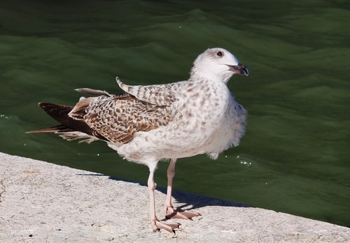 Yellow-legged Gull