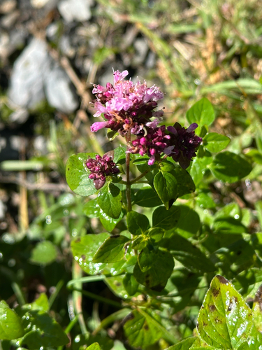 Oregano