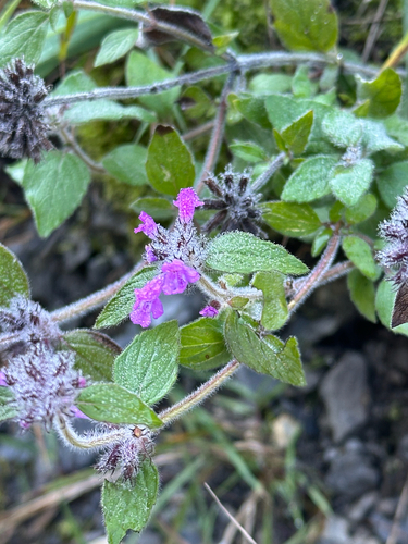 Wild Basil