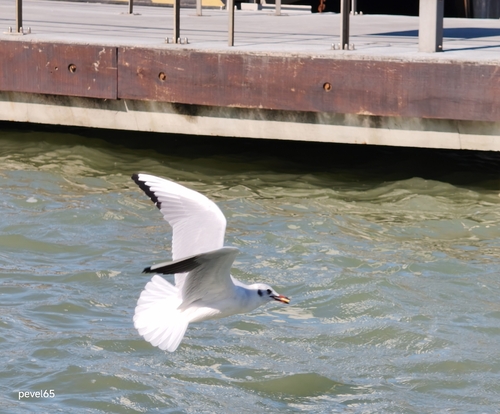 Black-headed Gull