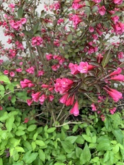Weigela floribunda