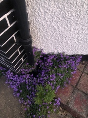 Campanula poscharskyana