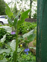 Symphytum × mosquense