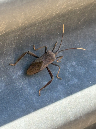 Acanthocephala terminalis