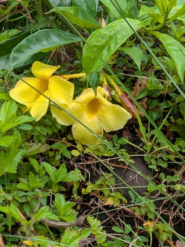 Allamanda cathartica observed 2026-10-03