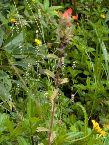 Castilleja arvensis observed 2026-10-03