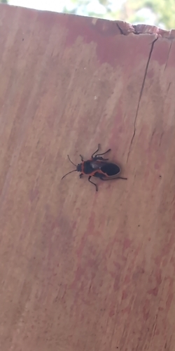 Small Milkweed Bug
