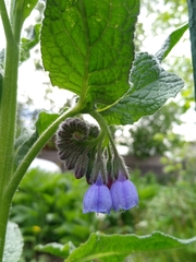 Symphytum × mosquense