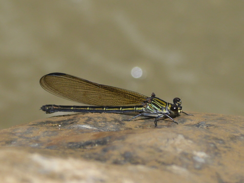 Euphaeidae