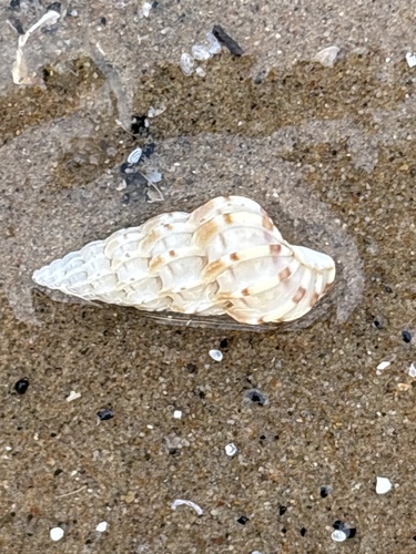 Scalaria observed 2026-10-12