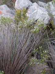 Phylica purpurea