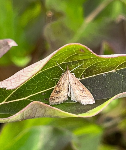 Celery Leaftier Moth