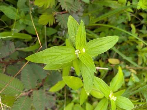 Mitracarpus hirtus observed 2026-10-03