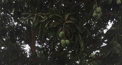 Mangifera indica