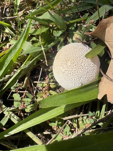 Lycoperdon marginatum observed 2026-10-12