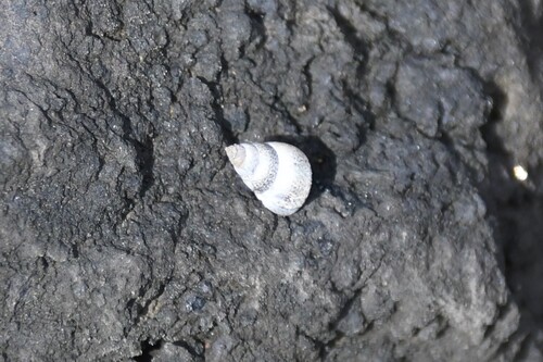 Littoraria pintado observed 2026-10-02