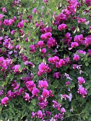 Lathyrus grandiflorus