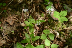 Stellaria nemorum