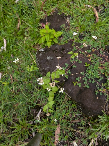 Ageratum conyzoides observed 2026-10-03