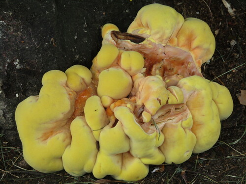 chicken of the woods