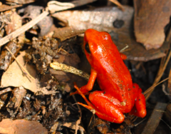 Mantella aurantiaca