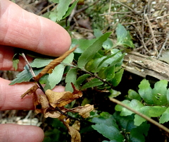 Asplenium polyodon image