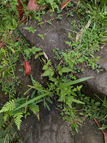 Bidens pilosa observed 2026-10-03