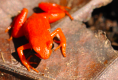 Mantella aurantiaca