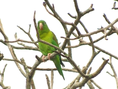 Brotogeris jugularis