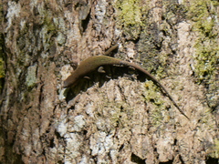 Eutropis rugifera