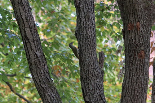 Grey-headed Woodpecker