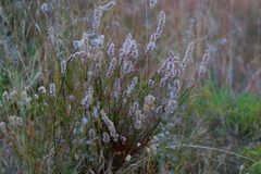 Cyphocarpa angustifolia