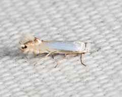 Phyllonorycter argentifimbriella