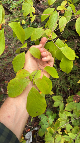 Stewartia ovata, 2026-10-12