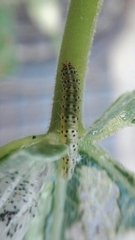 Choreutis nemorana
