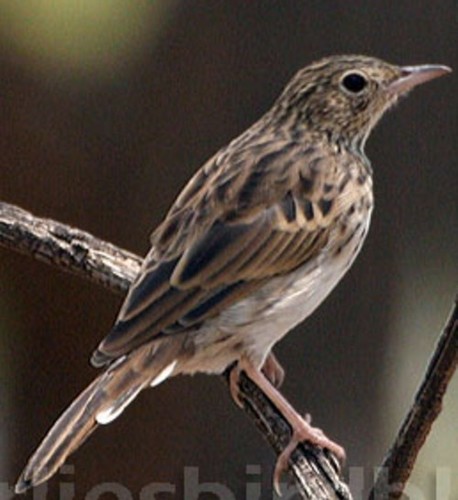 Bushveld Pipit (Anthus caffer)