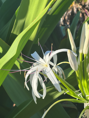 Crinum asiaticum observed 2026-10-11