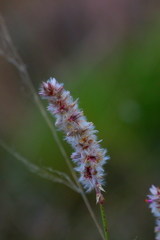 Cyphocarpa angustifolia