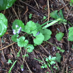 Veronica regina-nivalis