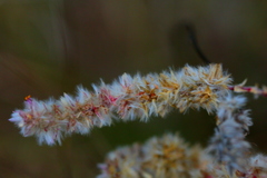 Cyphocarpa angustifolia