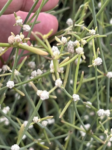Alternanthera filifolia observed 2026-10-12